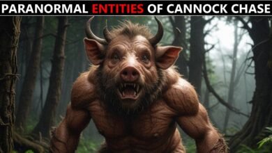 Cannock Chase Mysterious Forest Area (UK’s Most Mysterious Forest Area Explained) 5 Cannock Chase mysterious forest